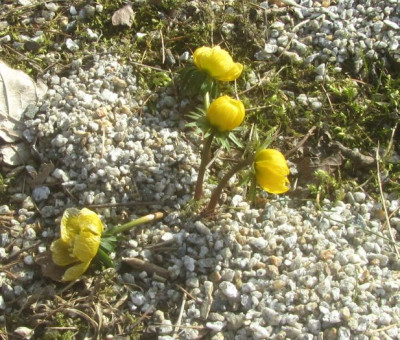 Eranthis cilcium ndfr1.jpg