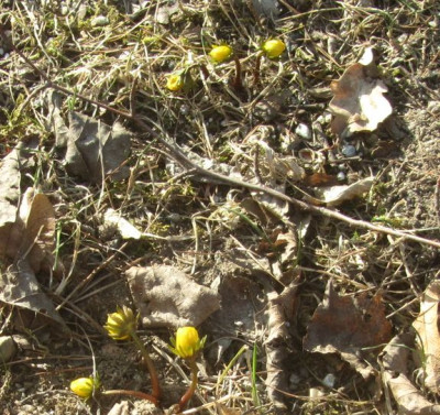 Eranthis cilicium-ndfr.jpg