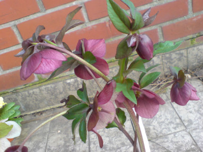beates_rote1.JPG