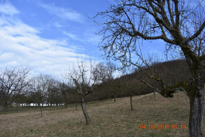 Streuobstwiese LB 002.JPG