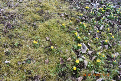 Streuobstwiese LB 005.JPG