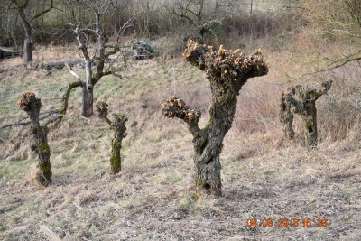 Streuobstwiese LB 022.JPG