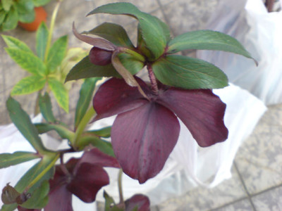 tilias_dunkelrote2.JPG