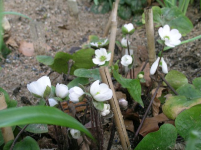 H._maxima_x_nobilis_050.jpg
