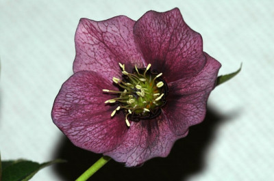 Helleborus_Schmiemann_1_02-03-2007.jpg