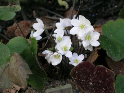 H._henry_var._yamututa_045.jpg