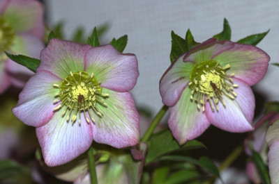 Helleborus_Schmiemann_3_02-03-2007.jpg