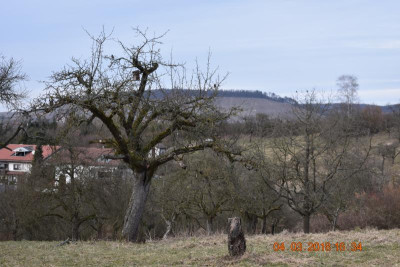 Streuobstwiese LB 020.JPG