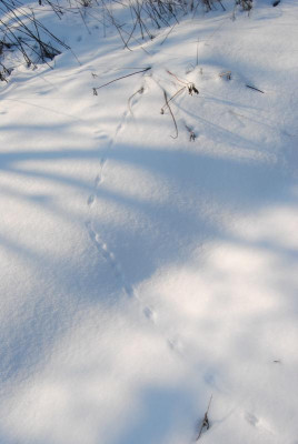 050.JPG