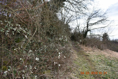 Streuobstwiese LB 009.JPG