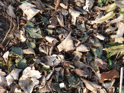 2018-03-05 Cyclamen hederifolium.jpg