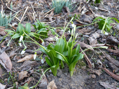 2018-03-05 Galanthus woronowii.jpg