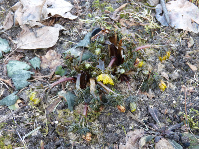 2018-03-05 Adonis 'Fukujukai' (A. amurensis hort.).jpg