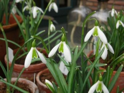 galanthus green ice.jpg