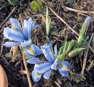 Frühlingsiris-k.jpg