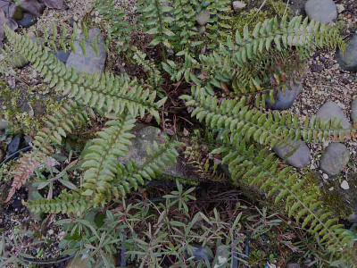 Polystichum otophorum ...   6.3.18 020.jpg