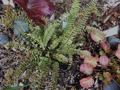 Asplenium monanthes ...   6.3.18 027.jpg