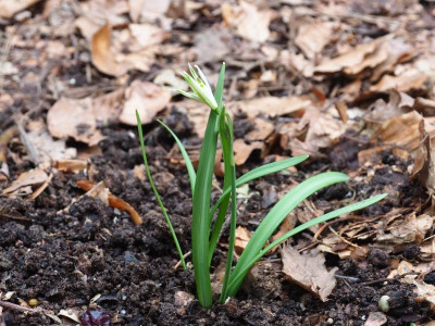 Galanthus 'Bunch' P3070089.JPG