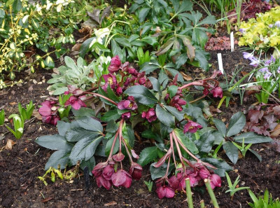 Helleborus-IceNRoses.Red.18-5.jpg