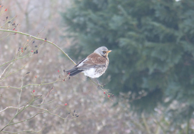 2018-03-07 Gartenvögel Wacholderdrossel.jpg