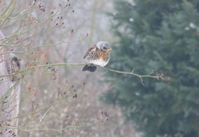 2018-03-07 Gartenimpressionen.jpg