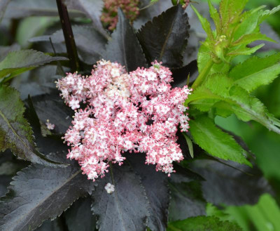Sambucus-BlackTower.16-1.jpg