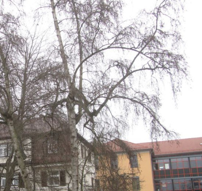 seltsame birke.jpg