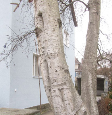 seltsame birke2.jpg
