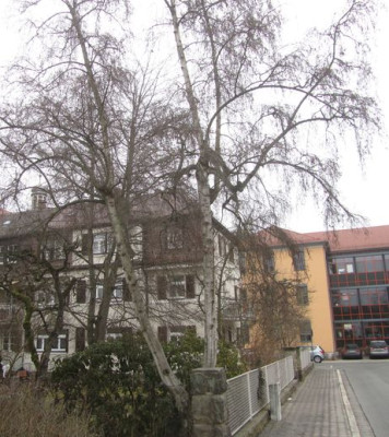 seltsame Birke0.jpg