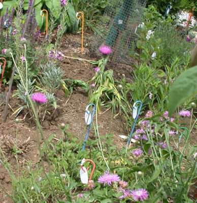 DSCN8088_Zoepfchen_.jpg