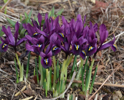 Iris_reticulata-Goerge.17-1.jpg