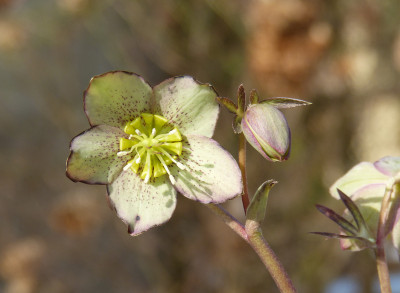 2018-03-08 Helleborus atrorubens.jpg