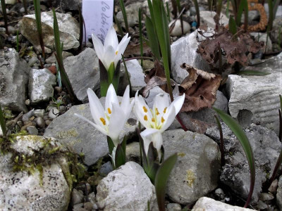 Colchicum szovitsii Tivi 08.03.18.JPG