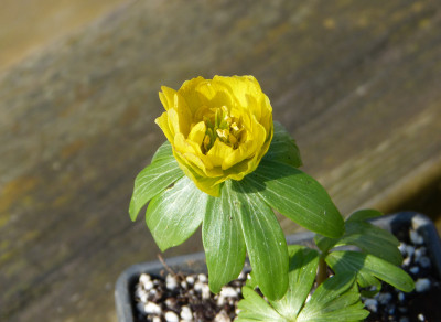 2018-03-08 Eranthis 'Lady Lamortagne' 2.jpg