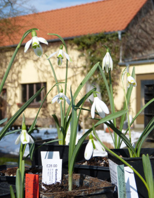 2018-03-08 Galanthus 3.jpg