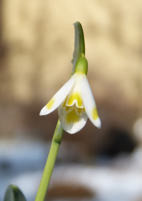 2018-03-08 Galanthus 'Midas' 3.jpg