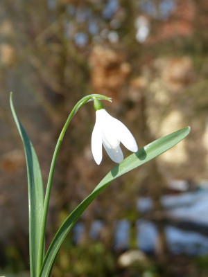 2018-03-08 Galanthus 'Sandhill Gate'.jpg