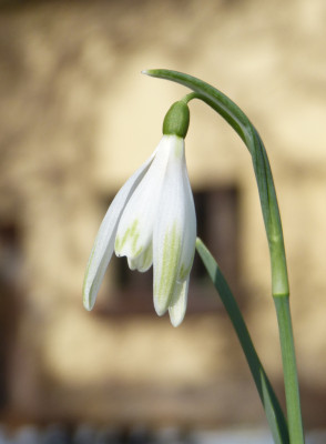 2018-03-08 Galanthus 'Shrek'.jpg