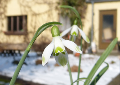 2018-03-08 Galanthus 'Solo'.jpg