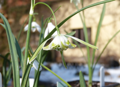 2018-03-08 Galanthus 'Walrus'.jpg