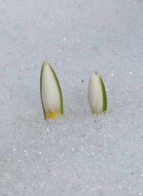 2018-03-08 Galanthus 'Spindlestone Surprise'.jpg