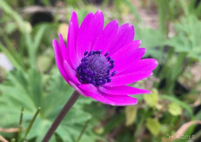 Anemone hortensis - 18-03_Sicilia.jpg