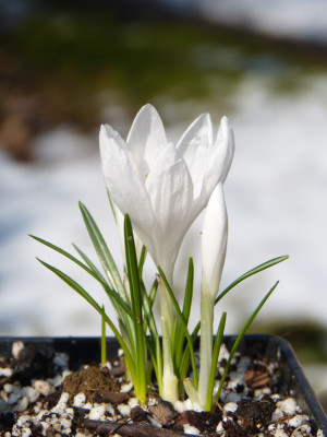 2018-03-08 Crocus tommasinianus 'Balkan White'.jpg