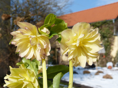 2018-03-08 Helleborus x hybridus 2.jpg
