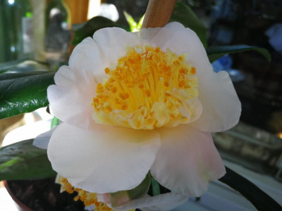 IMG_20180305_124006 Camellia japonica Tenko (gekauft als Chosho).jpg