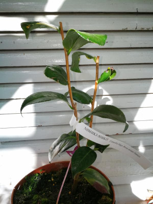 IMG_20180308_134134 Camellia japonica Nishiki-Shiko.jpg