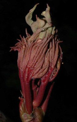 A2384a_Large.JPG