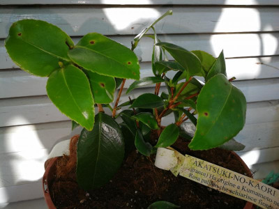 IMG_20180308_133742 Camellia japonica Akatsuki No Kaori.jpg