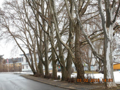 platanenallee.jpg
