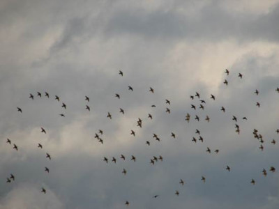 starenflug1.jpg